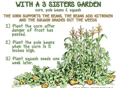 image explaining how to plant crops