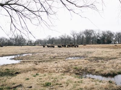 image of SCN buffalo herd