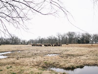 image of tribal lands and buffalo